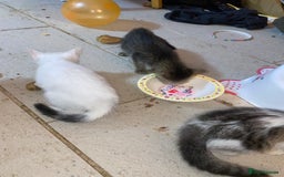 Mixed Breed cats for sale: kittens Bengal x microchipped flea/worm.insured.  - Image 7