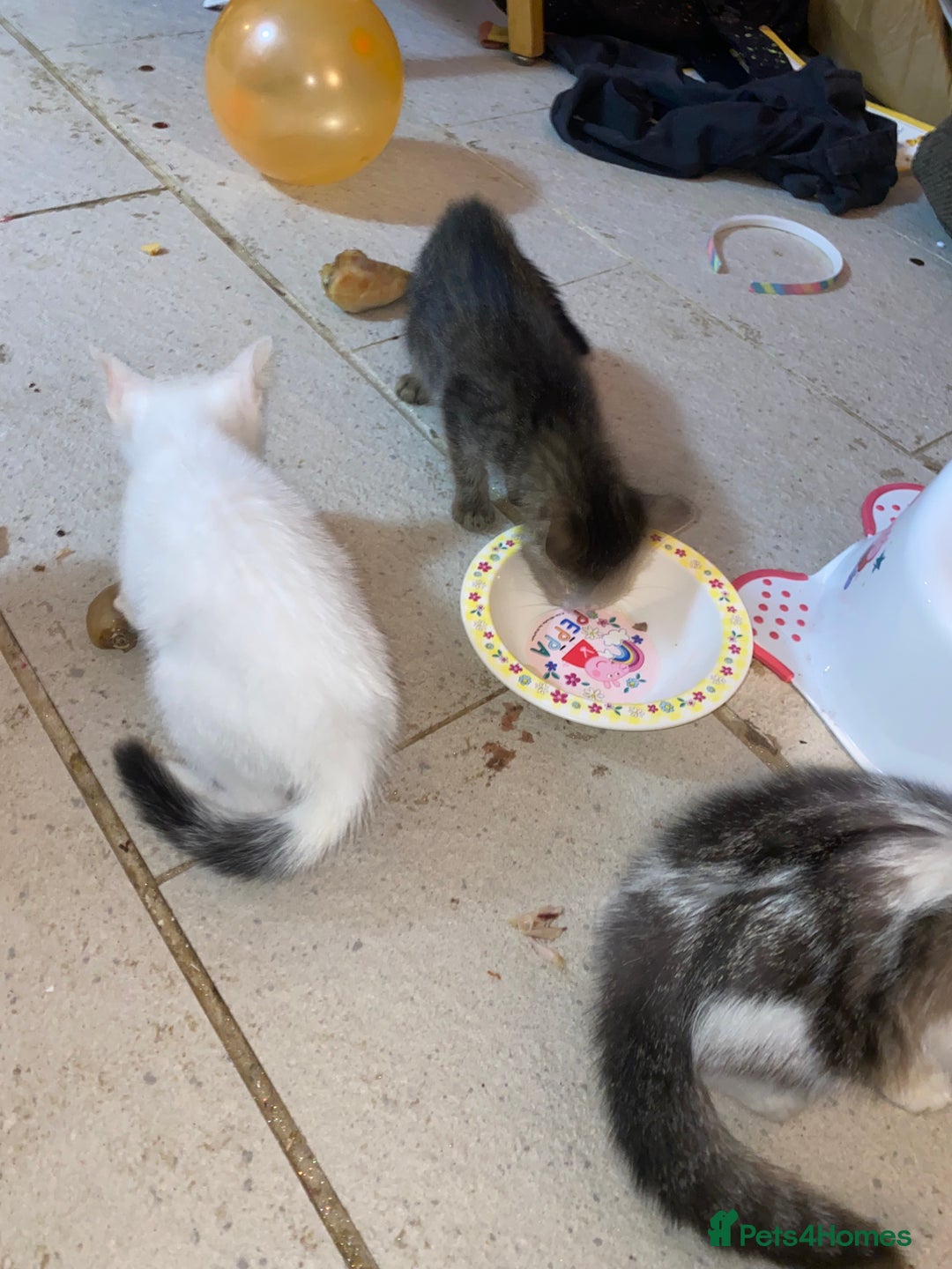 Mixed Breed cats for sale: kittens Bengal x microchipped flea/worm.insured.  - Image 7
