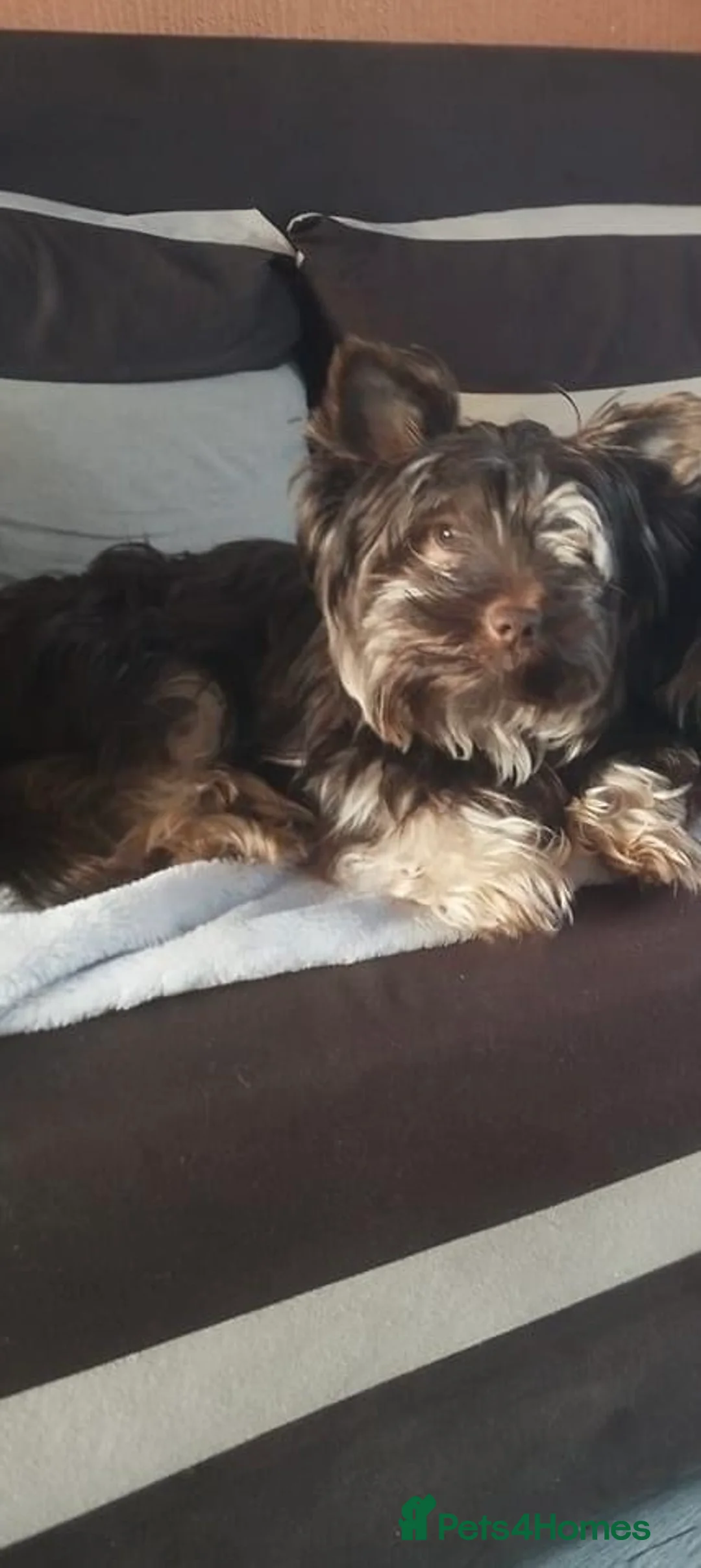 Yorkshire Terrier dogs for sale: READY NOW..PEDIGREE YORKSHIRE TERRIER FOR SALE - Advert 22