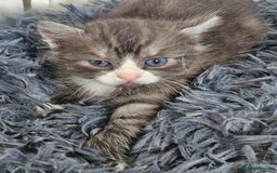 British Shorthair cats for sale: Lovely little British short haired kittens  - Image 14