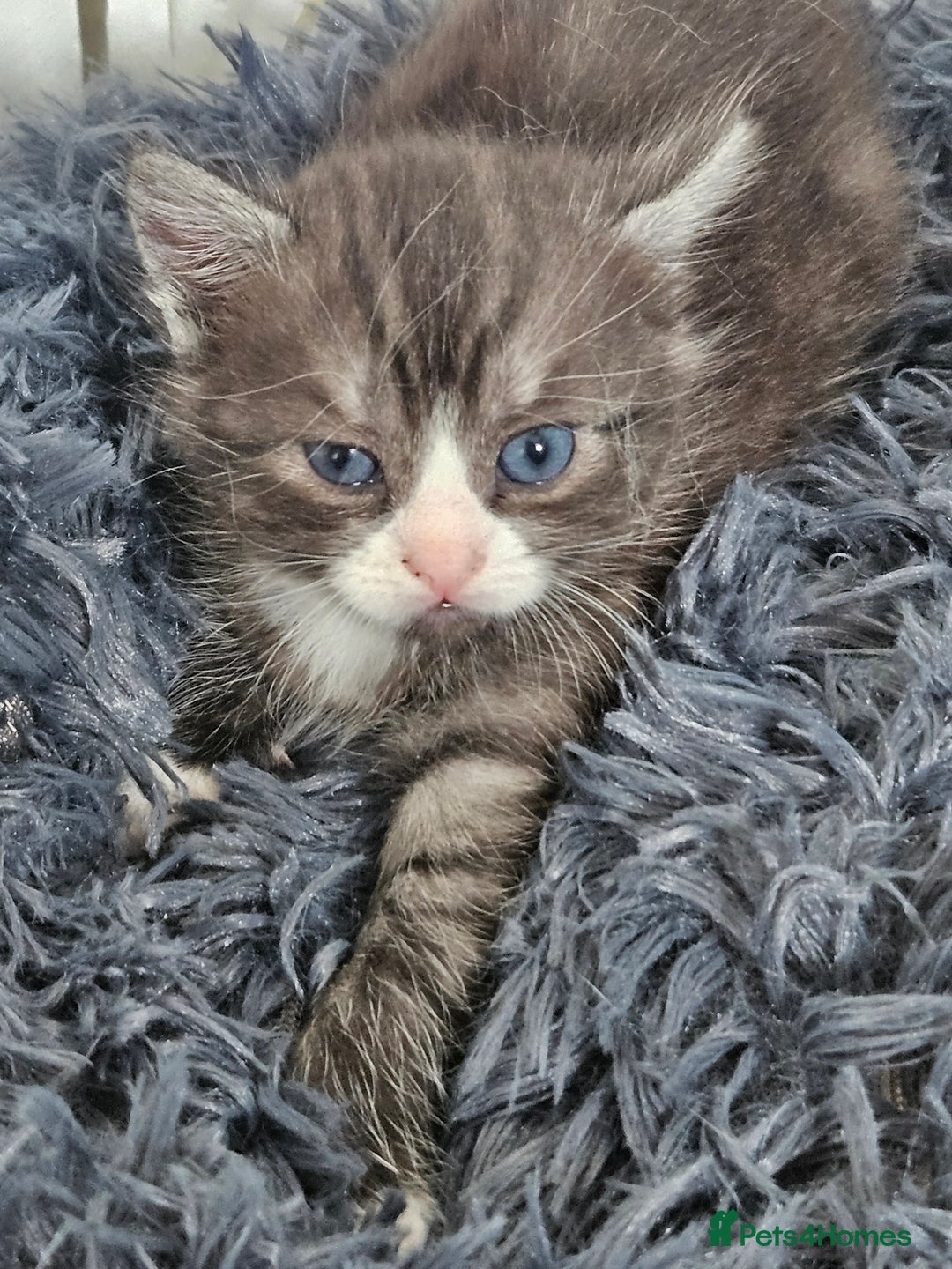British Shorthair cats for sale: Lovely little British short haired kittens  - Image 14