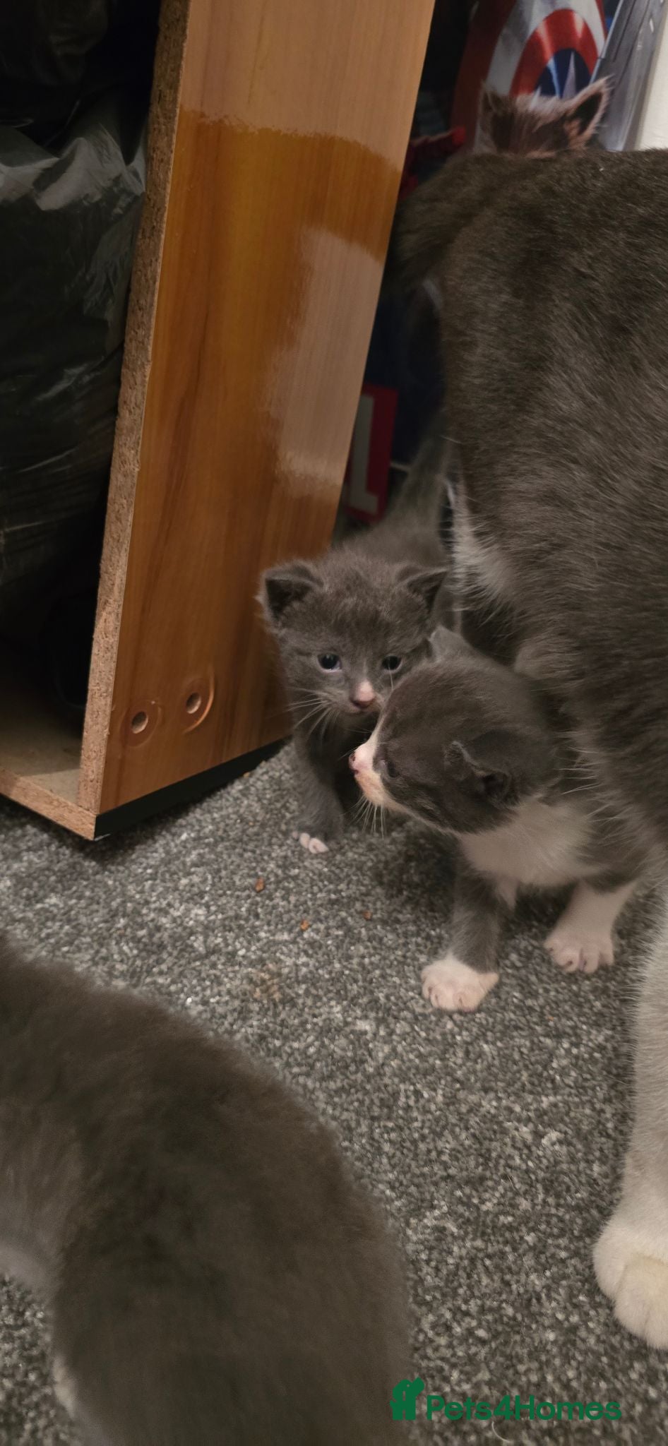 Mixed Breed cats 4 beautiful kittens READY SEPTEMBER  - Advert 2