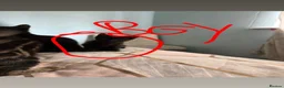 Domestic Shorthair cats for sale: Kittens  - Advert 4
