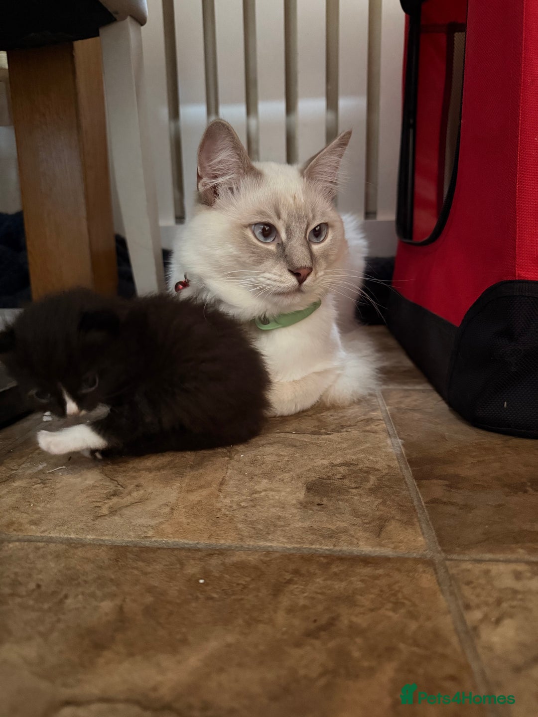 Ragdoll cats for sale: Ragdoll cross Persian kittens - Image 14