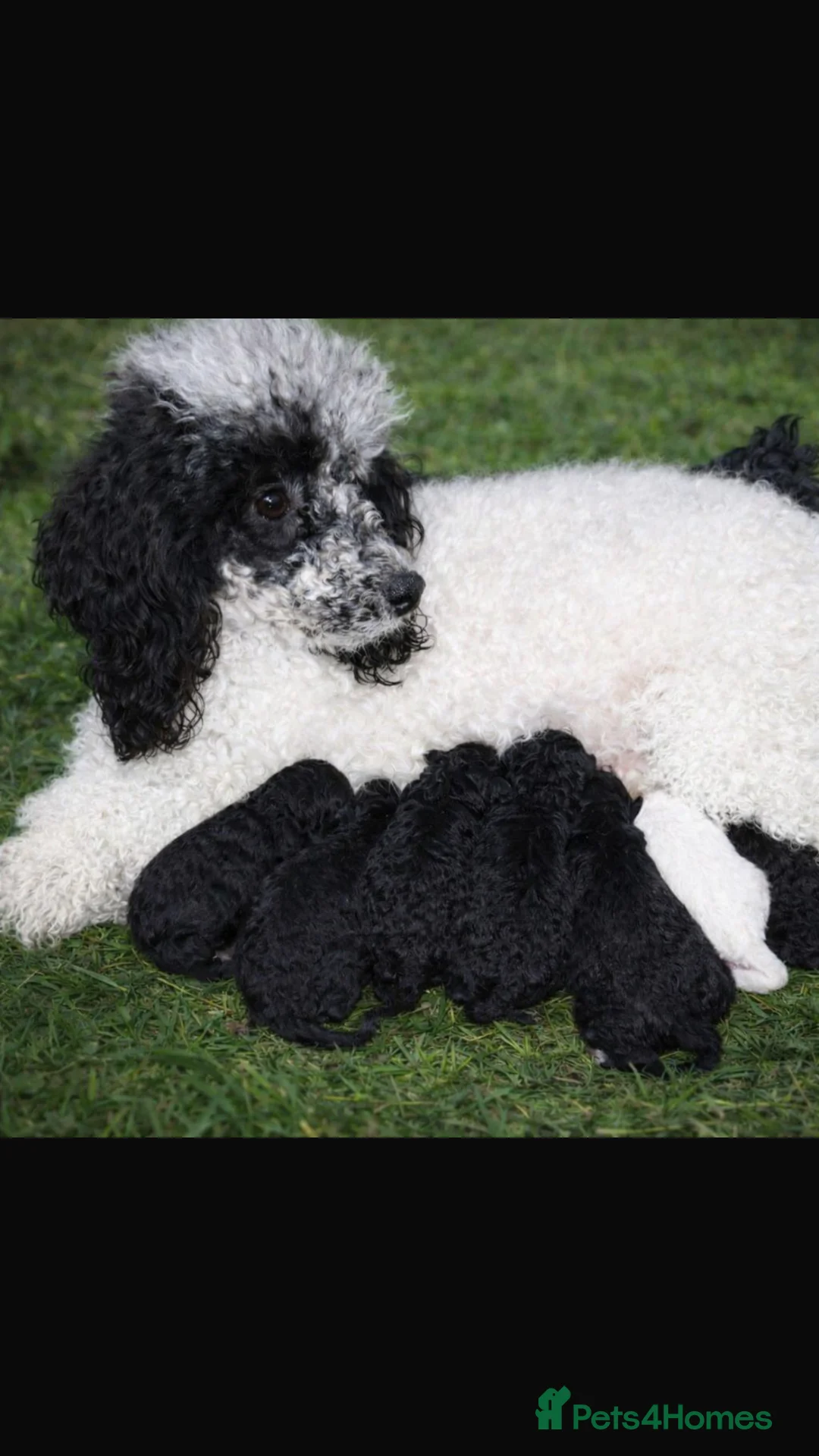 Miniature Poodle dogs for sale: stunning litter of pure bred miniature poodles - Advert 1