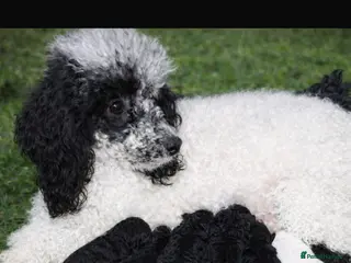 Miniature Poodle dogs stunning litter of pure bred miniature poodles - Advert 7
