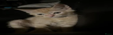 Mixed Breed Kitten 6