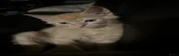 Mixed Breed cats for sale: Sphynx tortoiseshell mixed breed kittens - Advert 8