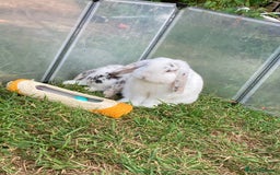 Mini Lop rabbits for sale: Mini Lop 9 months  - Image 2