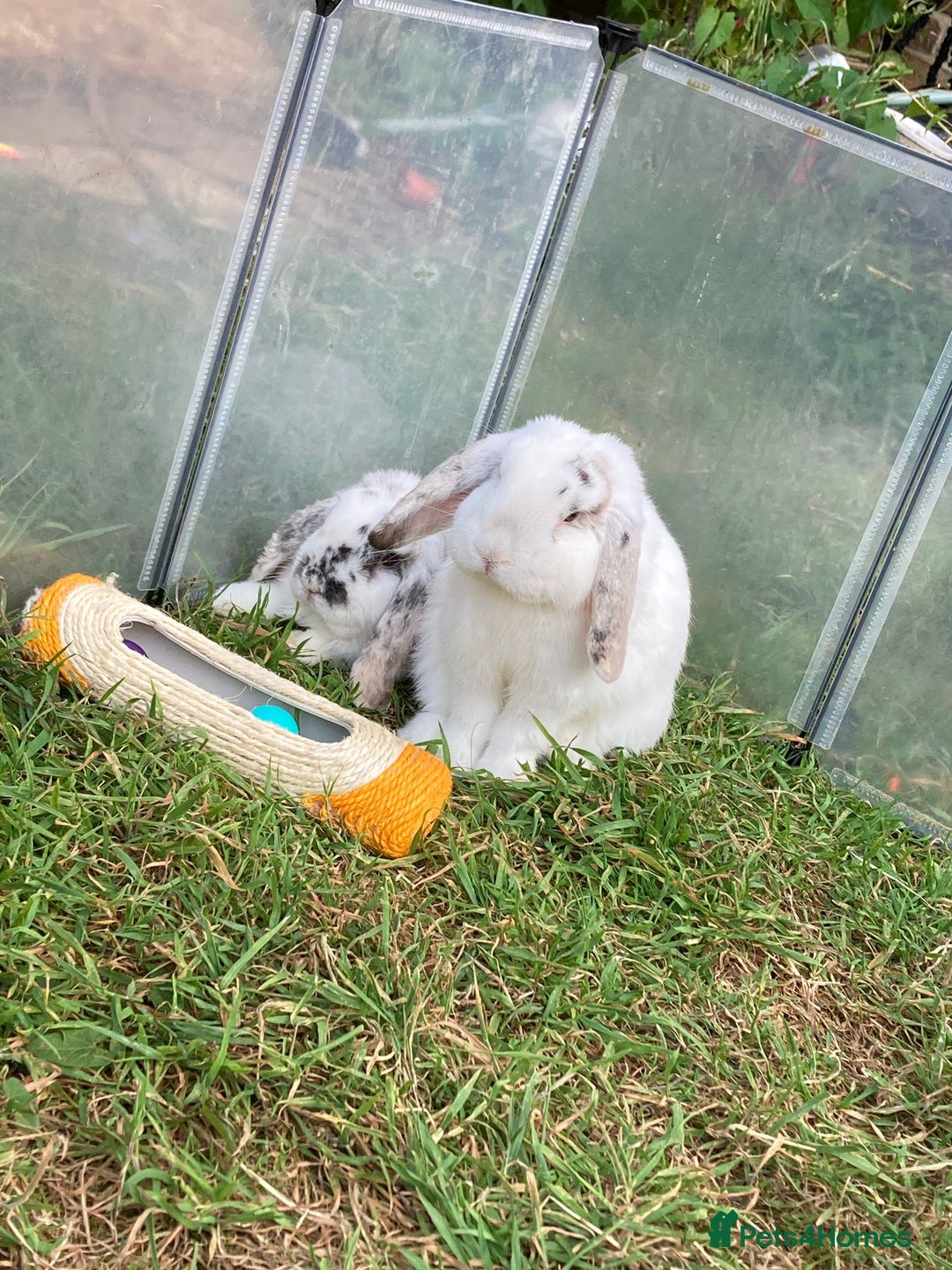 Mini Lop rabbits for sale: Mini Lop 9 months  - Image 2