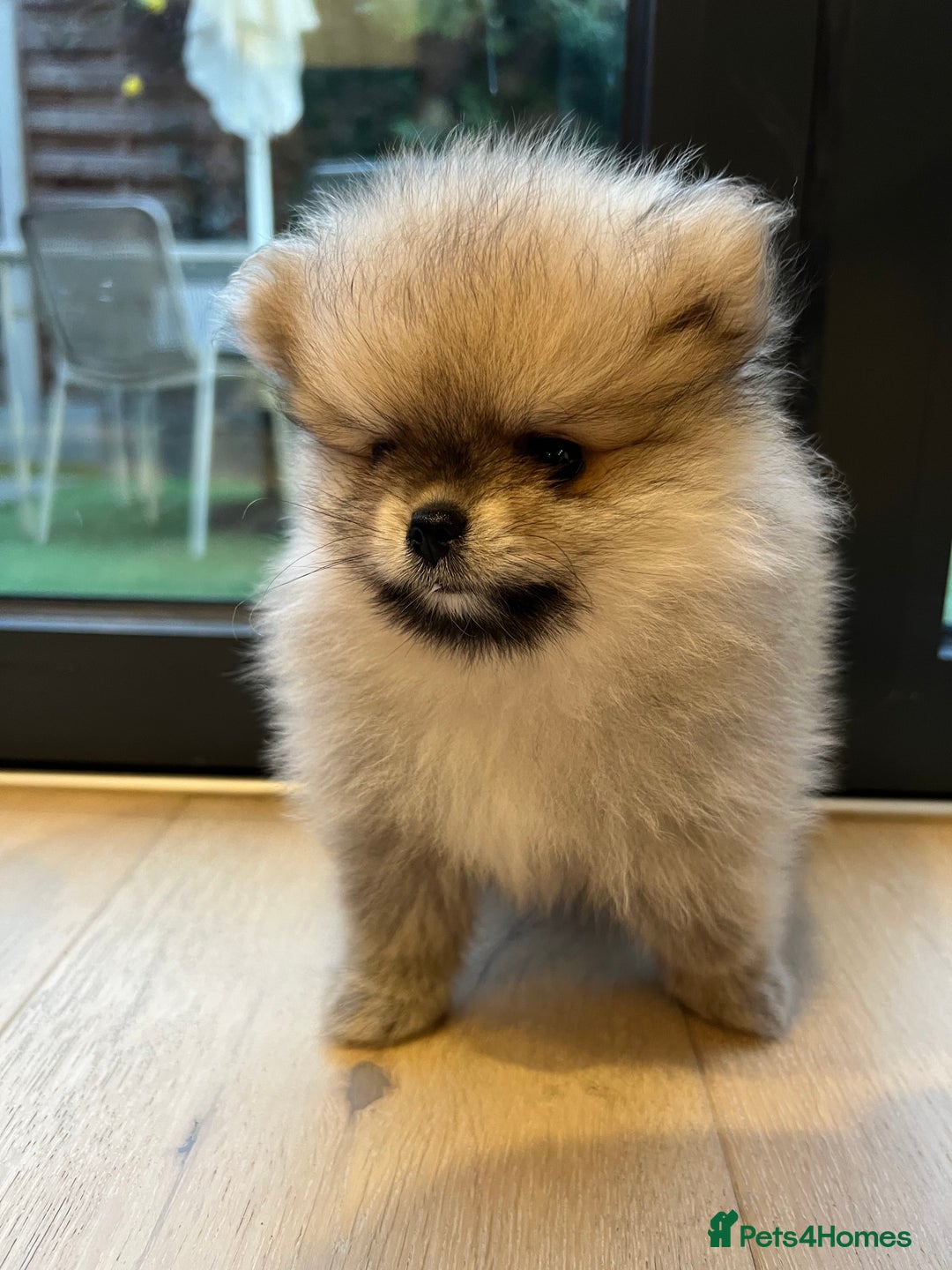 Pomeranian dogs for sale: 2 Pomeranian female puppies available  - Image 5