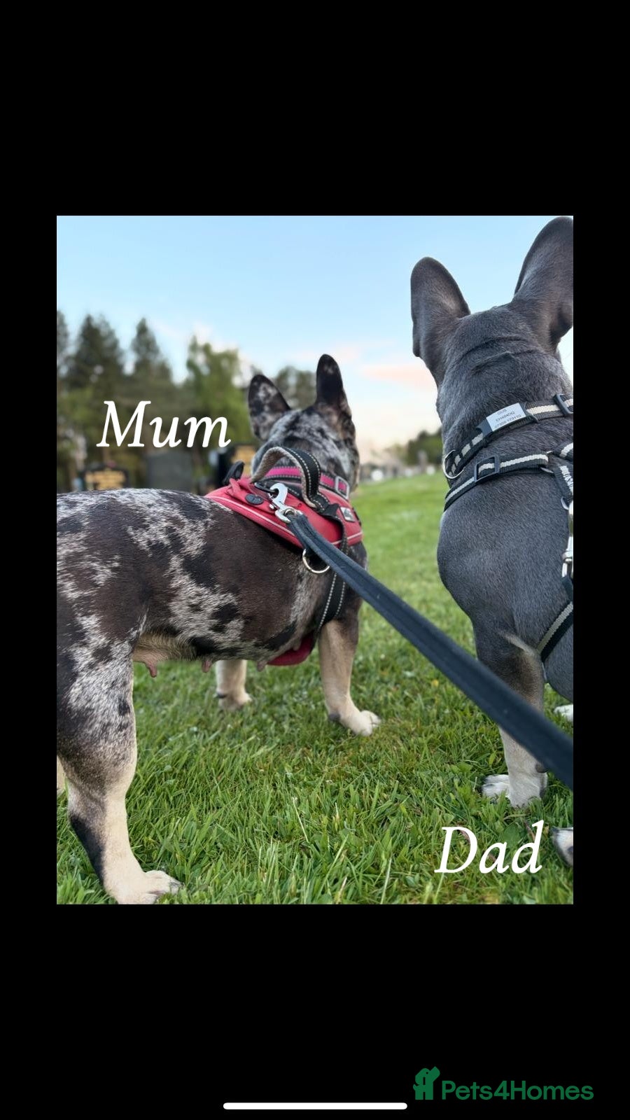 French Bulldog dogs Beautiful French bulldog puppies  - Advert 16