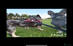 French Bulldog dogs for sale: Beautiful French bulldog puppies  - Image 1