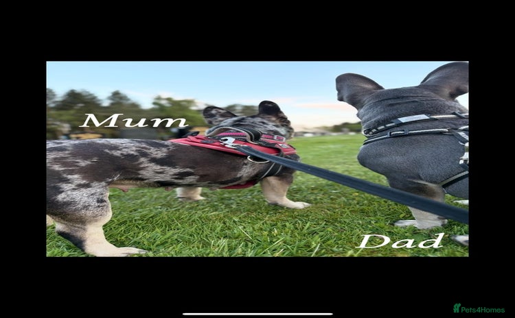 French Bulldog dogs for sale - Advert 1