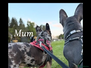 French Bulldog dogs - Advert 5