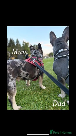 French Bulldog dogs - Advert 2