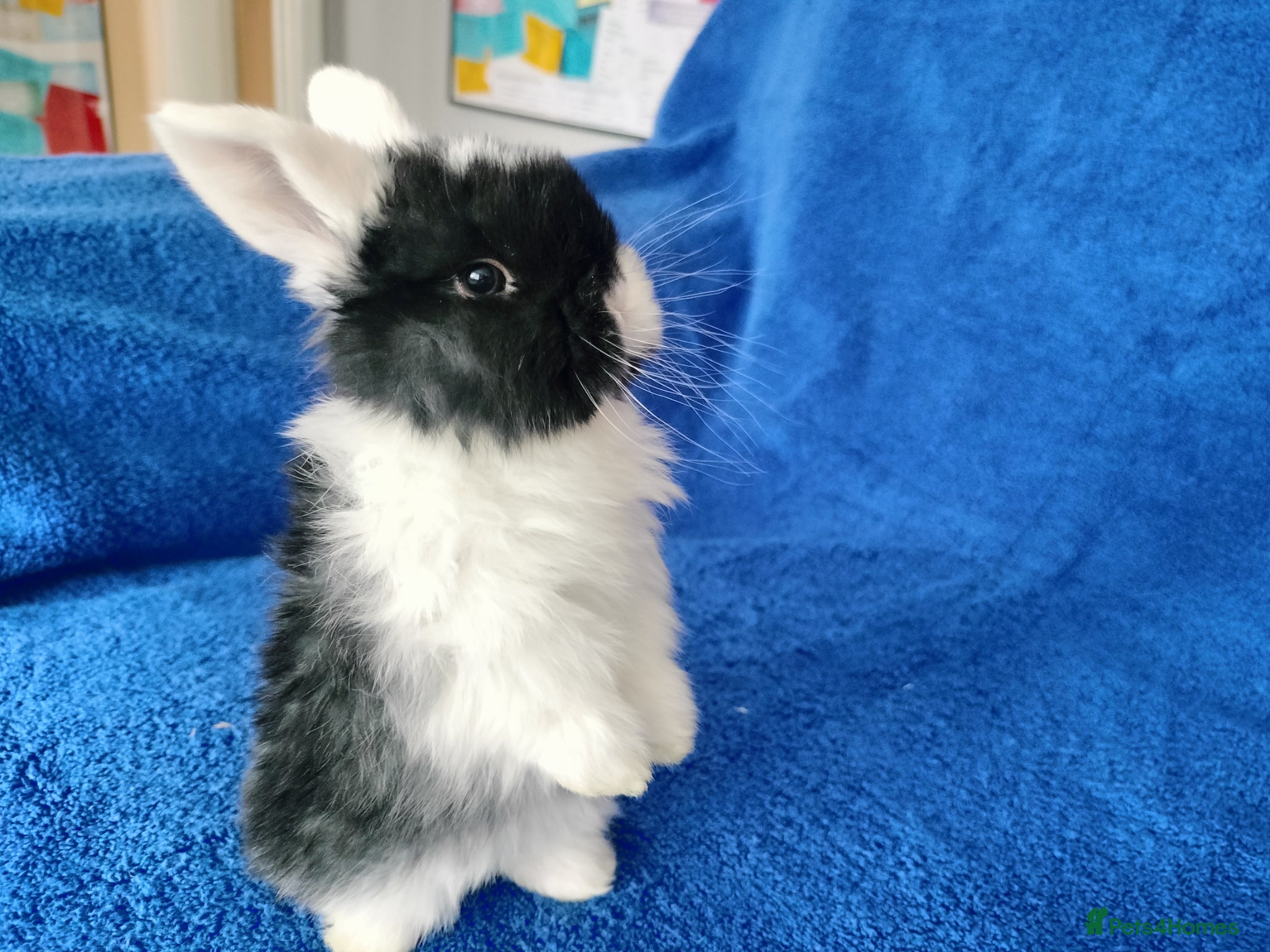 Mini Lop rabbits Baby mini lops for sale  - Advert 17
