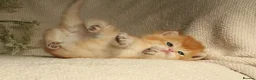 British Shorthair cats for sale: Champion Bloodline Blue Golden/Golden BSH/BLH - Advert 10