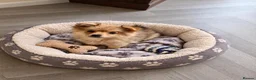 Pomeranian dogs for sale: 🐾 🐾 Adorable Pomeranian Puppies Ready Now 🐾🐾 - Advert 14