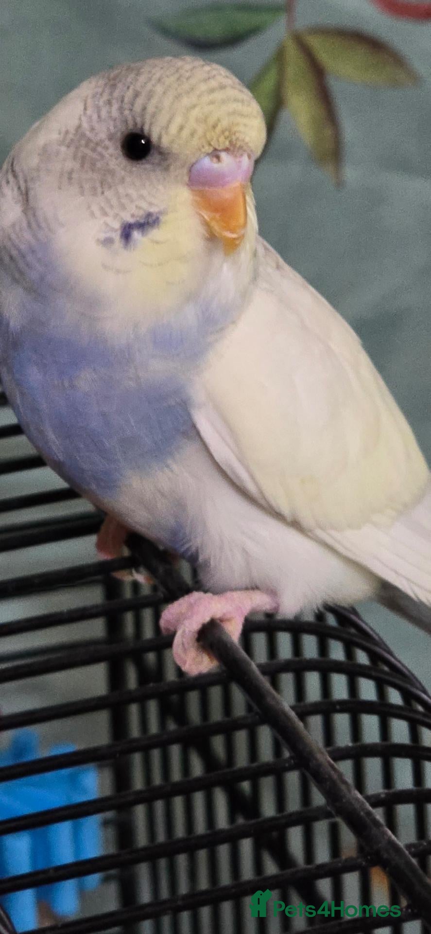 Budgerigars birds for sale: Gorgeous Baby Budgies - Advert 2