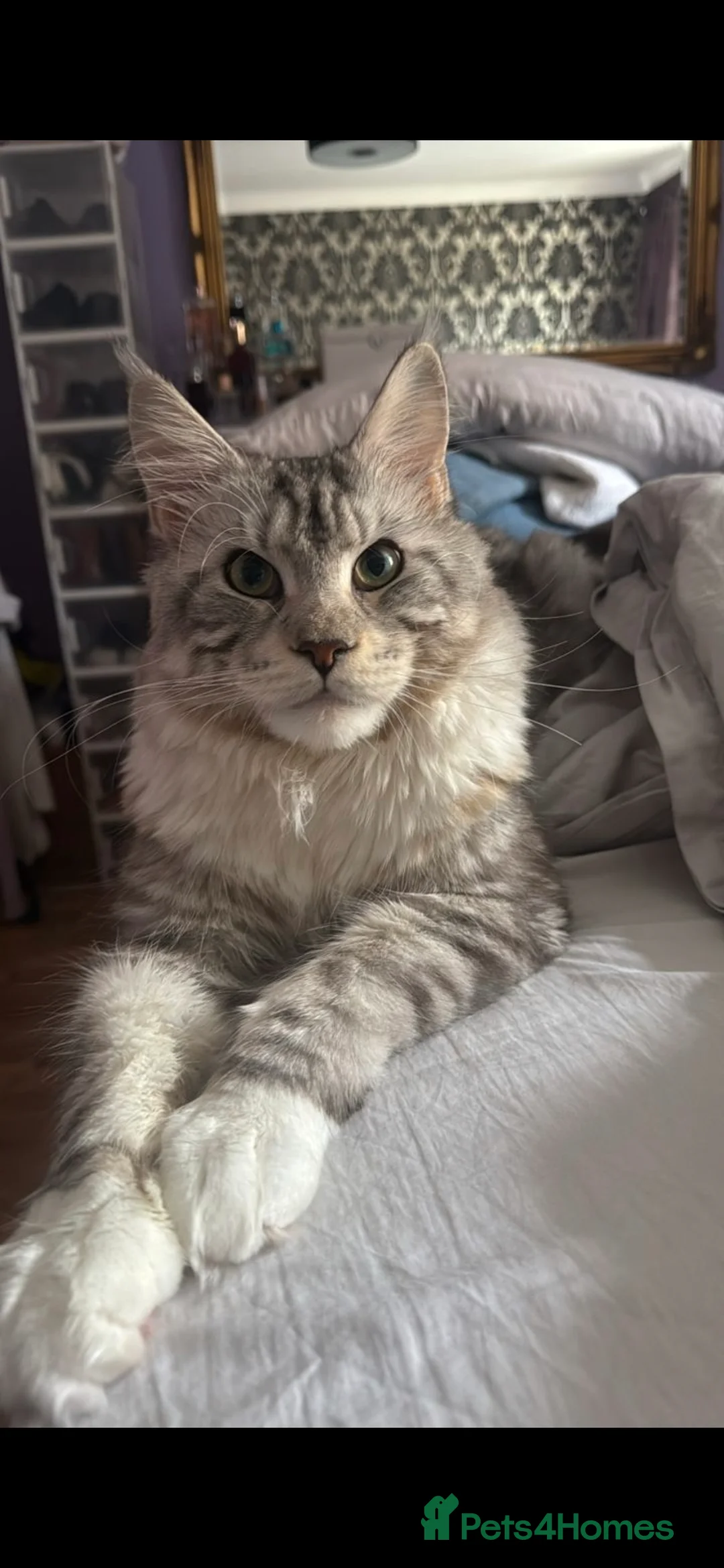 Maine Coon cats for stud: Oscar - Gentle Giant. - Advert 1