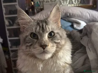 Maine Coon cats Oscar - Gentle Giant. - Advert 1