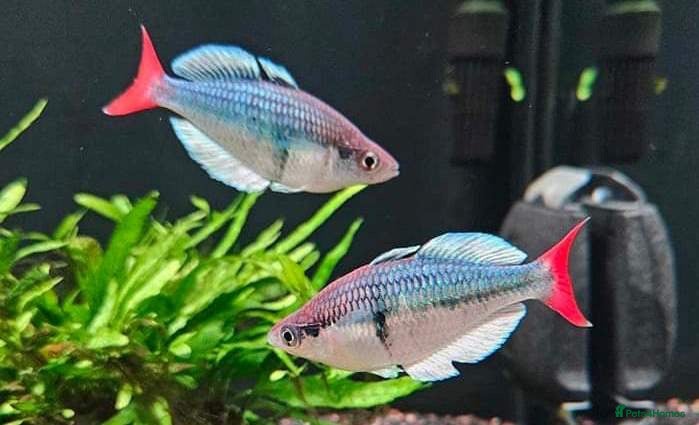 Rainbow Fish fish Kali Tawa Rainbowfish - Advert 1