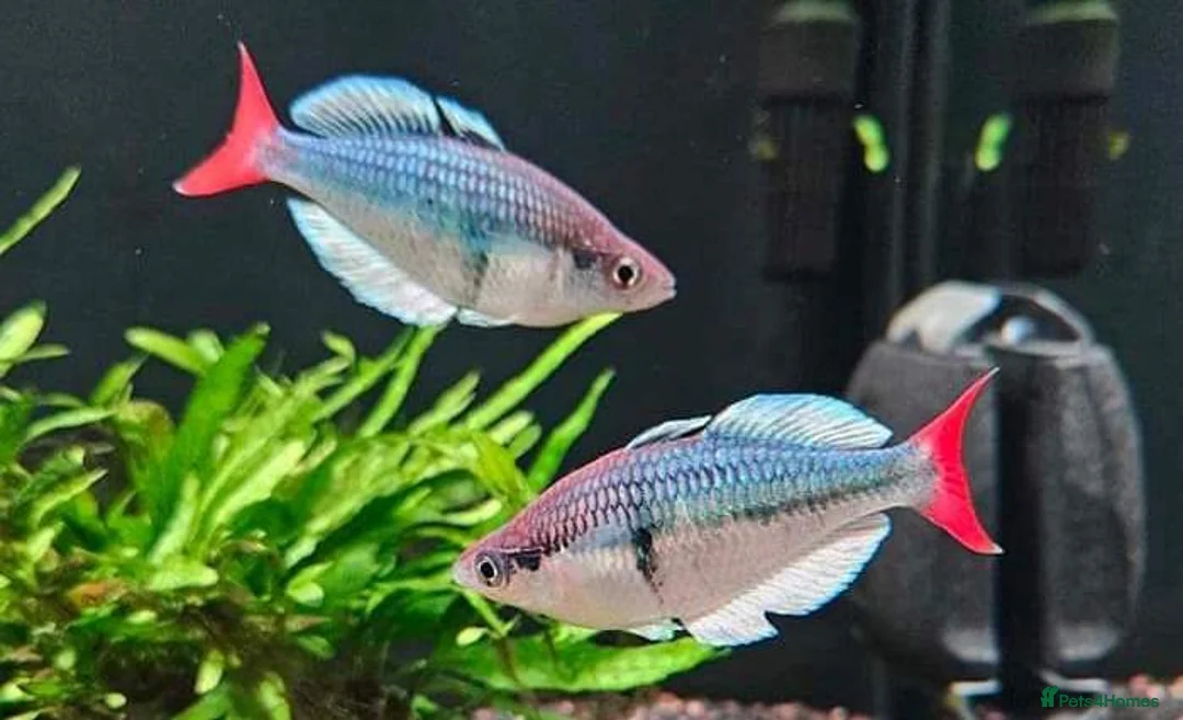 Rainbow Fish fish for sale: Kali Tawa Rainbowfish in Milton Keynes - Advert 1