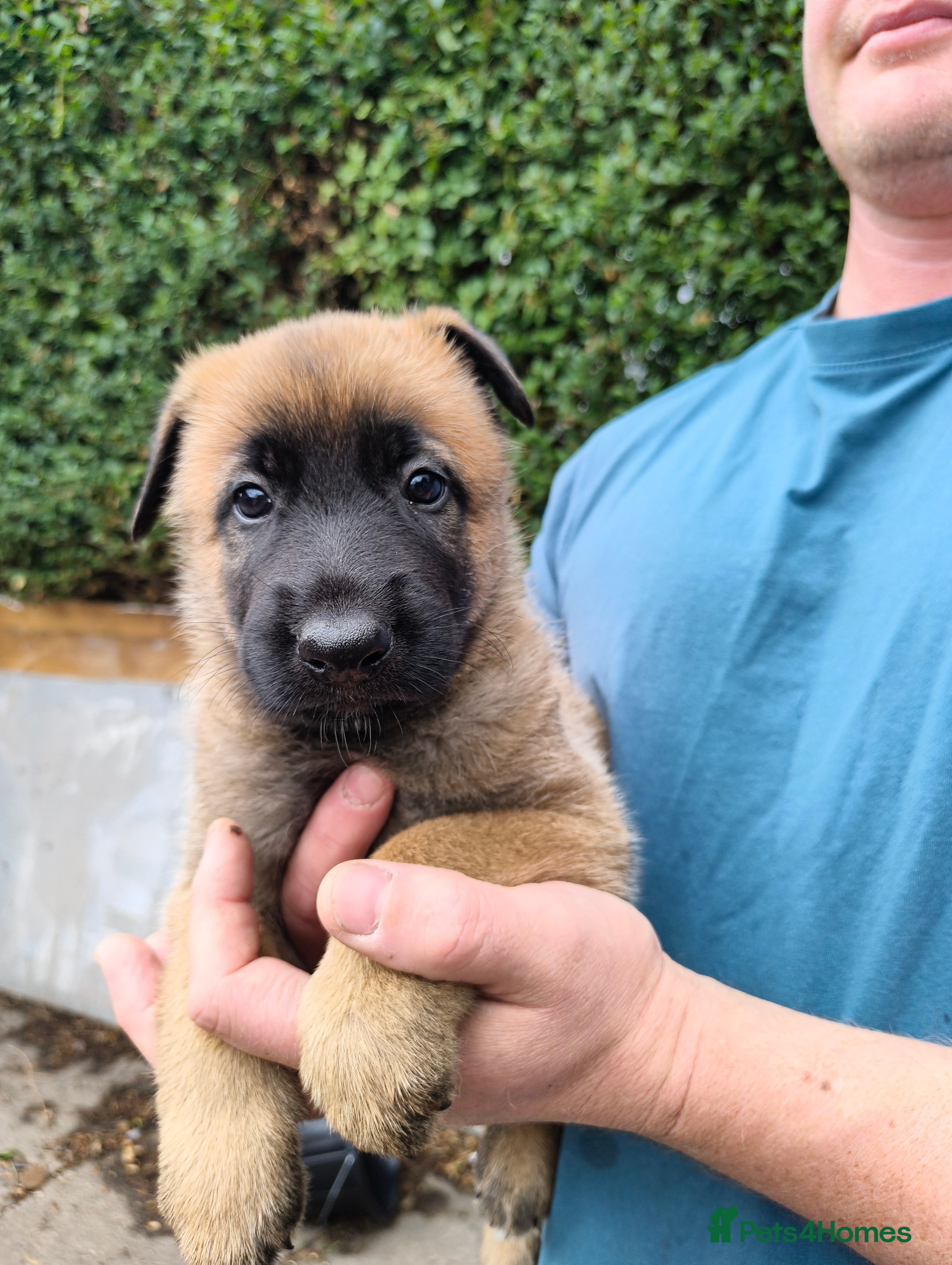 Belgian Shepherd Dog dogs Belgian Malinois Puppies – Family Raised - Advert 2