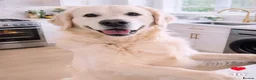 Golden Retriever dogs for sale: Cream Golden Retriever Puppies soon to be born  in Boston - Advert 11