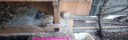 Quail poultry for sale: 11 Female quails for sale  in Farnborough - Advert 4