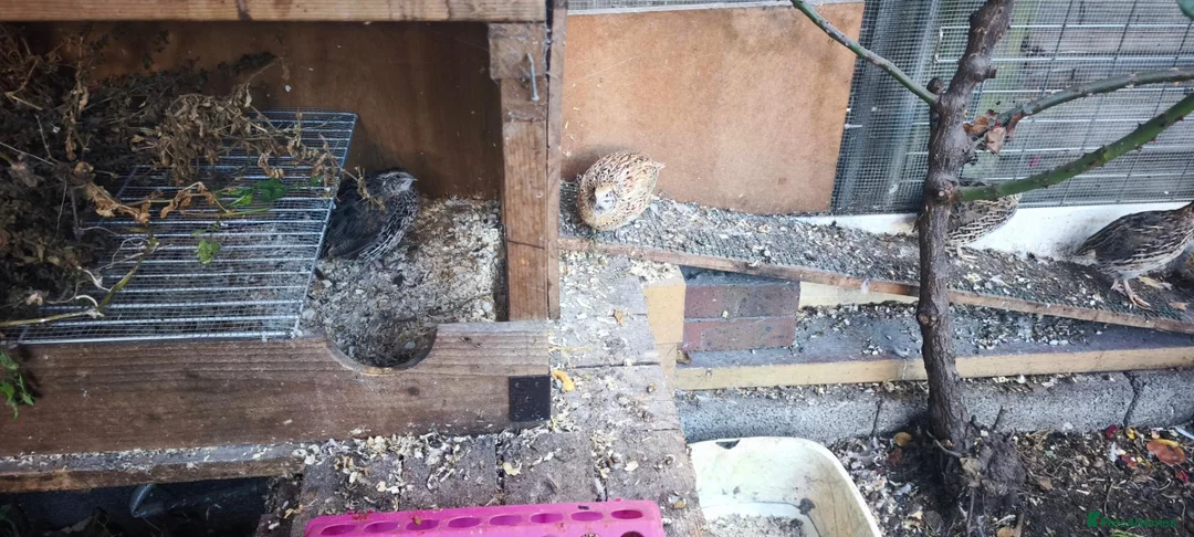 Quail poultry for sale: 11 Female quails for sale  in Farnborough - Advert 4