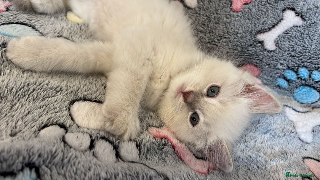 Ragdoll cats for sale:  Last two pure Ragdolls ready now reduced price - Image 5