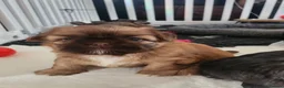 Shih Tzu dogs for sale: Shih tzu puppies imperial line  - Advert 6
