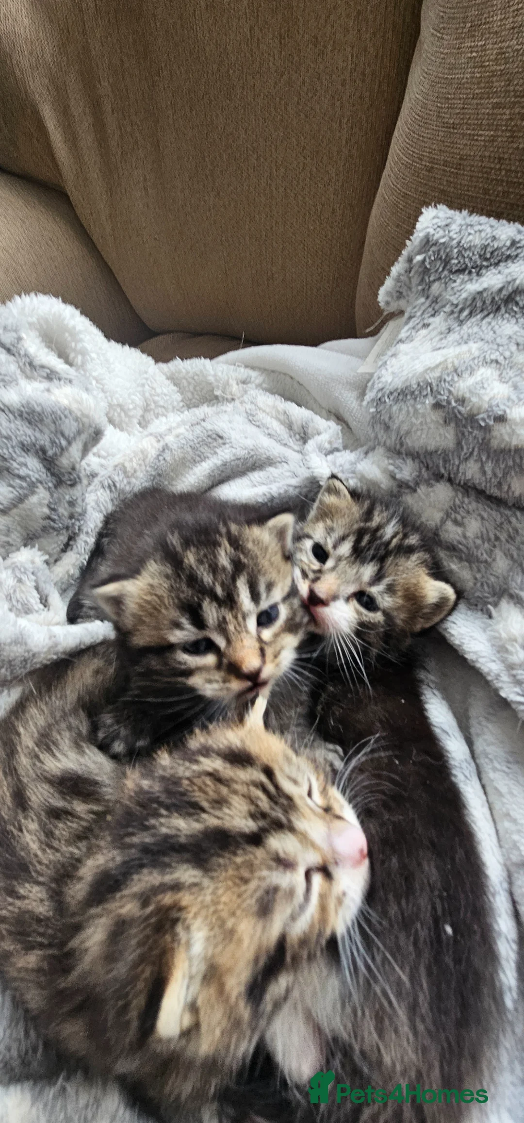 Mixed Breed cats for sale: 3 beautiful kittens - Advert 2