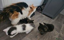 Mixed Breed cats for sale: Gorgeous fluffy kittens.READY NOW - Image 6