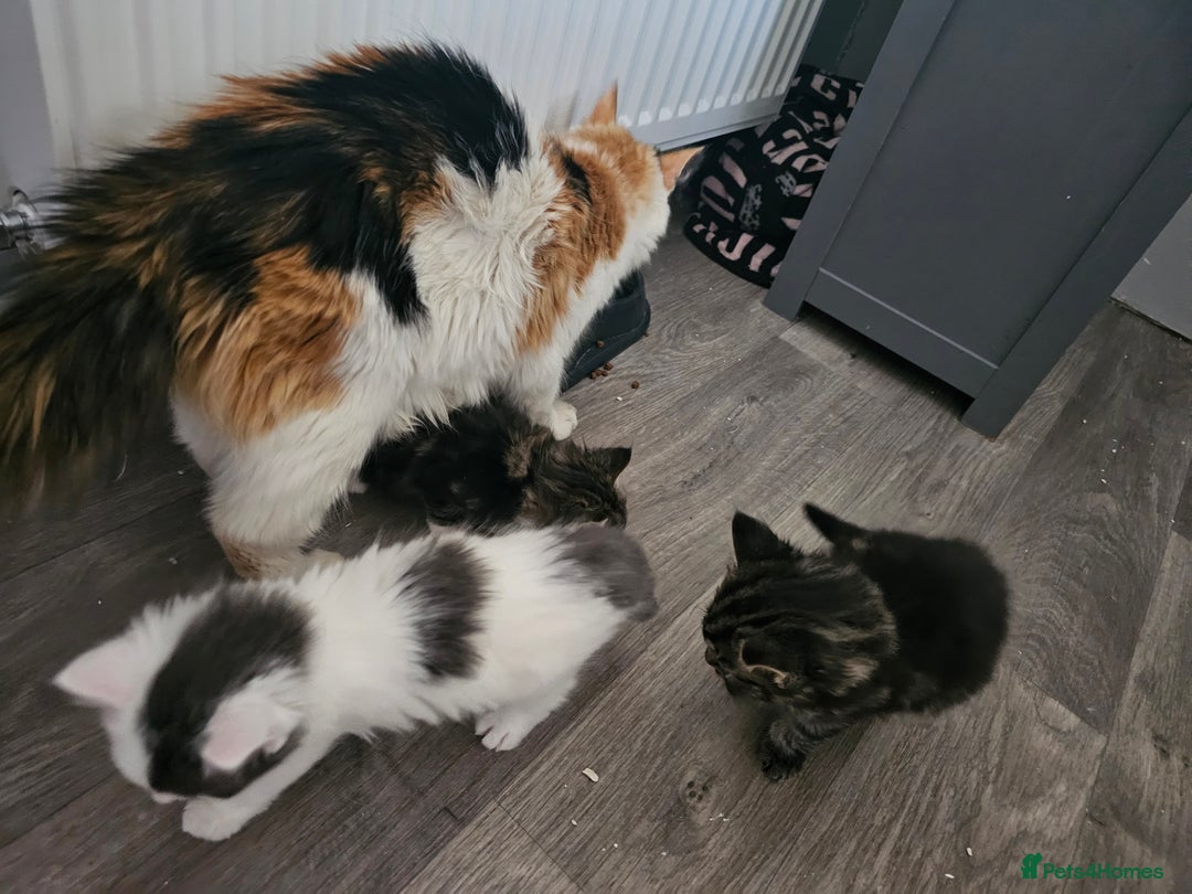 Mixed Breed cats for sale: Gorgeous fluffy kittens.READY NOW - Image 6