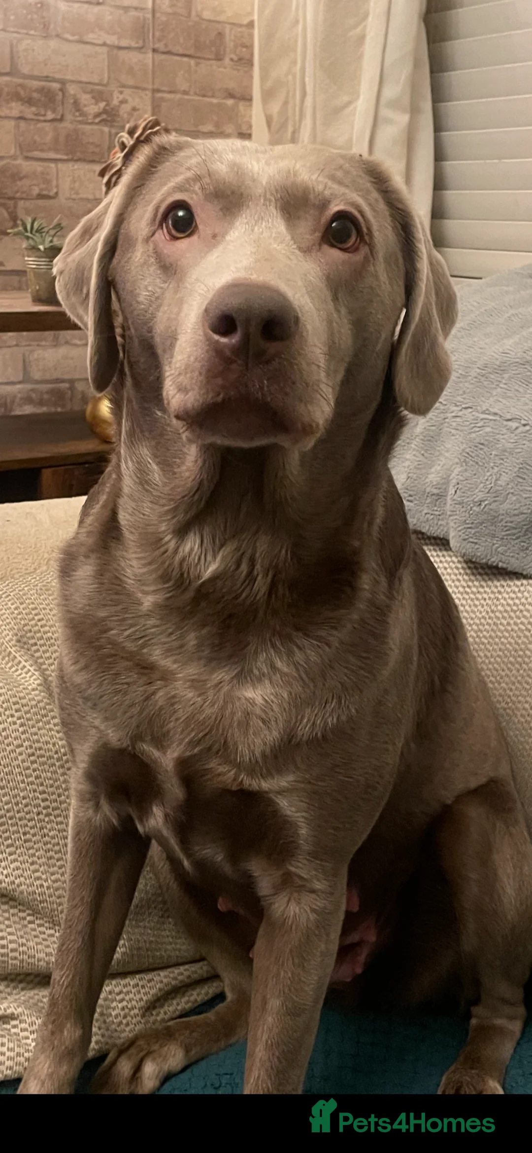 Labrador Retriever dogs for sale: Silver labradors  - Advert 4