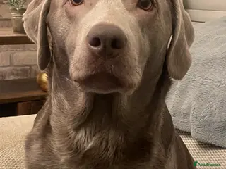 Labrador Retriever dogs Silver labradors - Advert 7