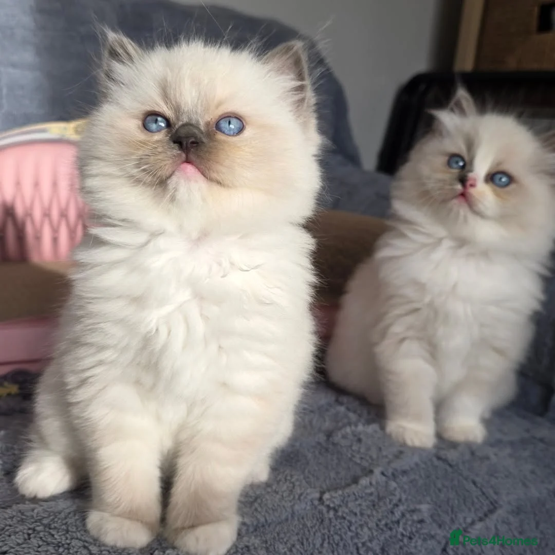 Ragdoll cats for sale: Beautiful Ragdoll Kittens Ready  - Advert 10