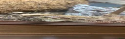 Corn Snake reptiles for sale: Western hognose with full setup and a corn snake. in Hamilton - Advert 6