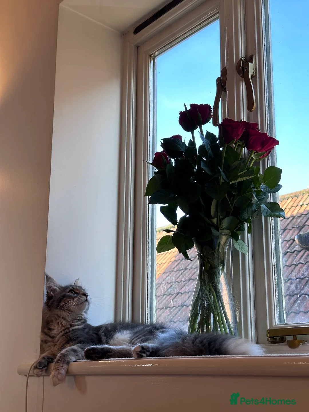 Maine Coon cats for sale: Beautiful Female Maine Coon Kitten - Advert 8