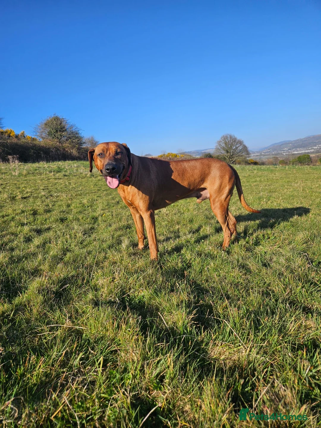 Rhodesian Ridgeback dogs for stud: Maui  in Neath - Advert 8