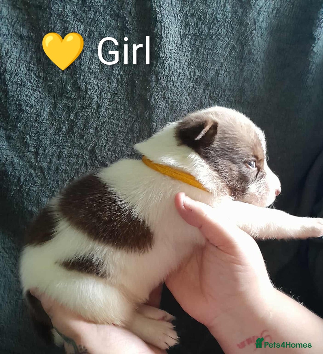 Mixed Breed dogs for sale: American Bulldog x Siberian Husky - Image 18