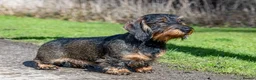 Dachshund dogs for stud: CHAMPION LINES 0% COI WIREHAIRED DACHSHUND STUD  in Stockton-on-Tees - Advert 22