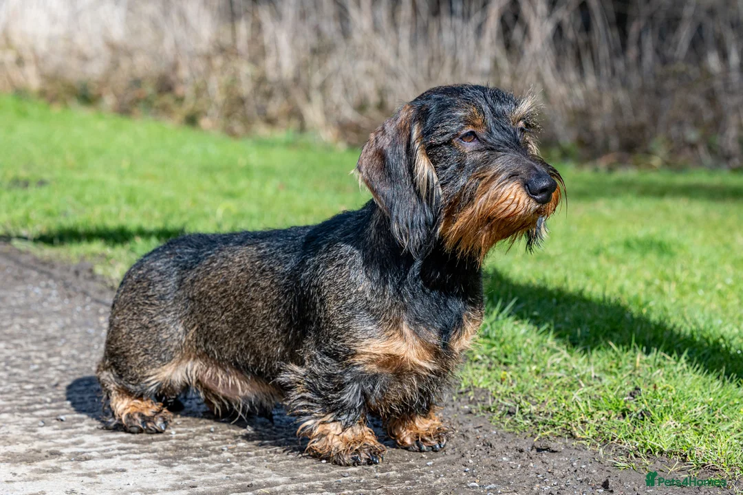 Dachshund dogs for stud: CHAMPION LINES 0% COI WIREHAIRED DACHSHUND STUD  in Stockton-on-Tees - Advert 22