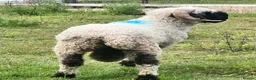 Sheep livestock for sale: Swiss Bred Valais Blacknose ewe Lamb - Advert 7