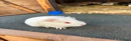 Guinea Pig rodents for sale: Guinea pigs to be reserved  - Advert 6