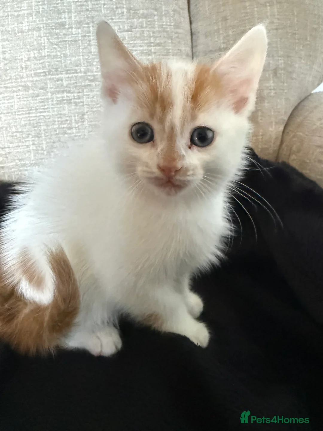 Mixed Breed cats for sale: Female kitten for sale - Advert 2