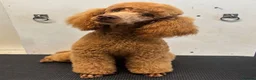 Cockapoo dogs for sale: F1bbb Cockapoo  - Advert 1